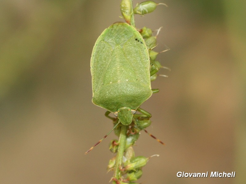 Pentatomidae:   Nezara viridula